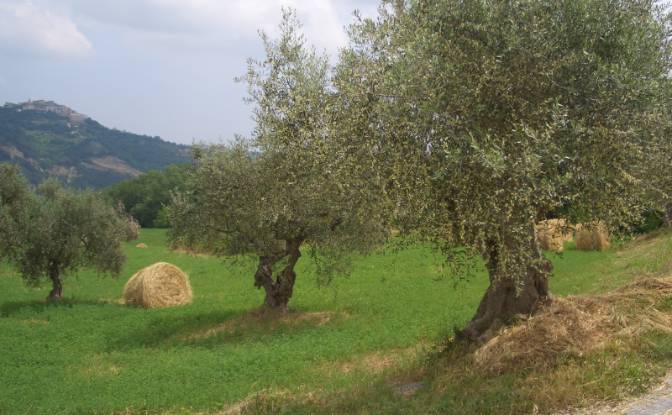 Land Lot for Sale 64034 Castiglione Messer. Photo#3 Land Lot for Sale 64034 Castiglione Messer. Photo#3