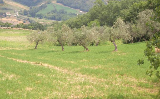 Land Lot for Sale 64034 Castiglione Messer. Photo#4 Land Lot for Sale 64034 Castiglione Messer. Photo#4