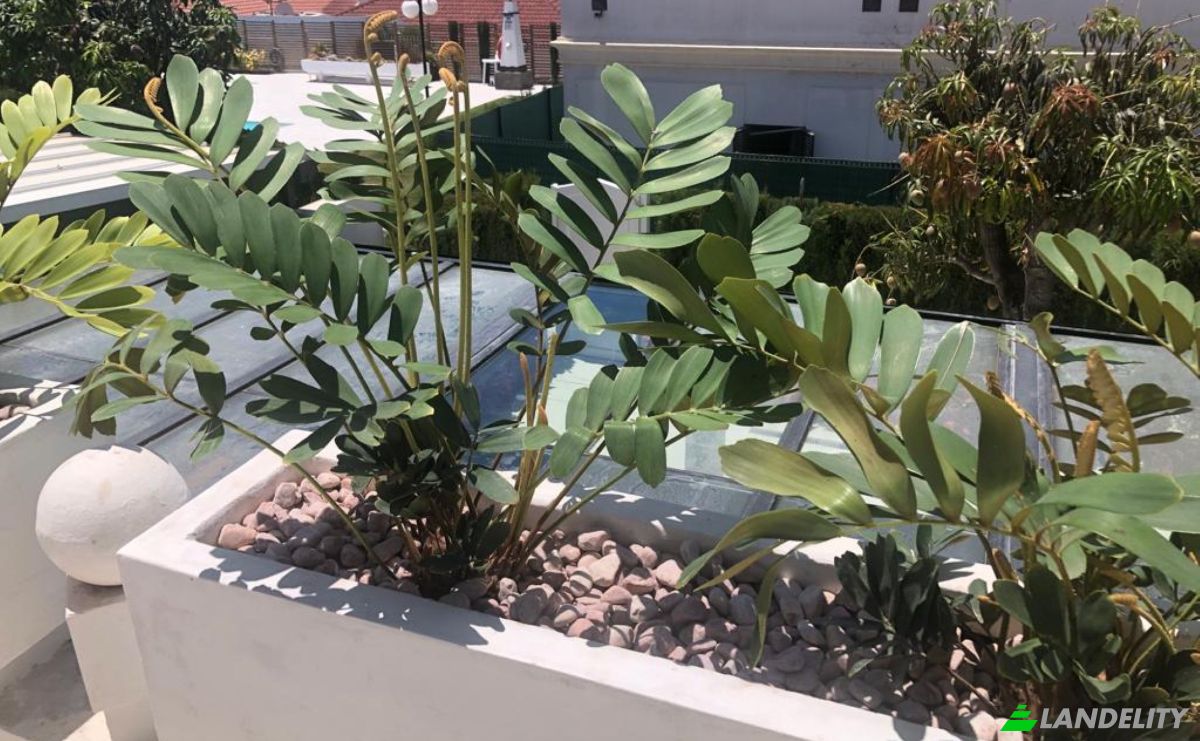 Single Family Home for Sale C Fragata, Pasito Blanco, Las Palmas, Canary Islands, Spain. Photo 17