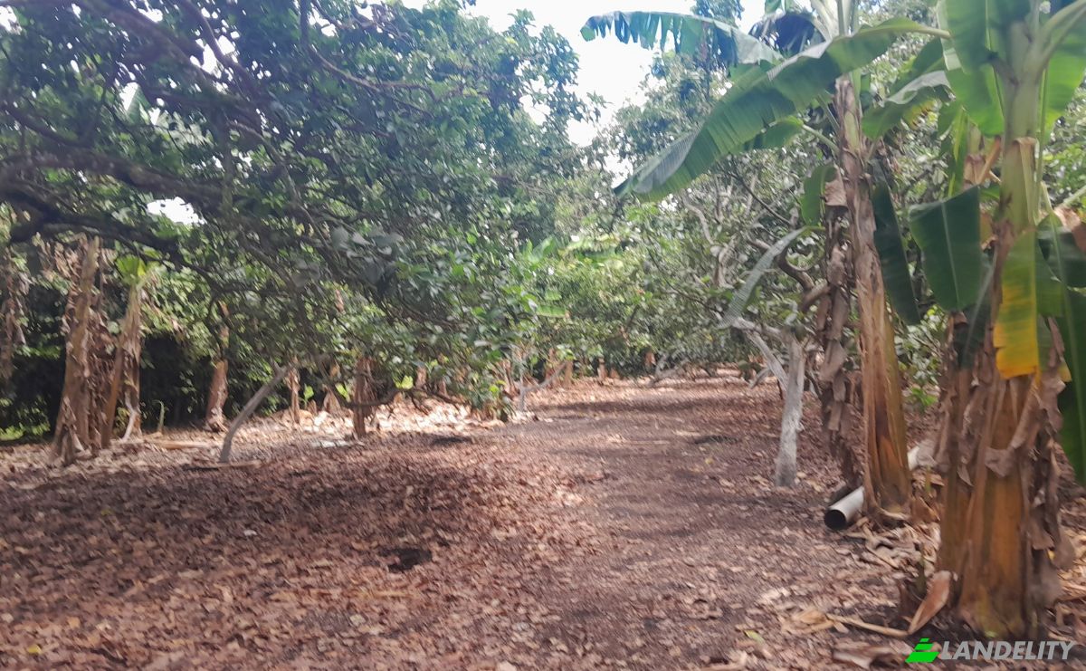 Farm/Ranch for Sale San LORENZO, Armero, Tolima, Colombia. Photo 20