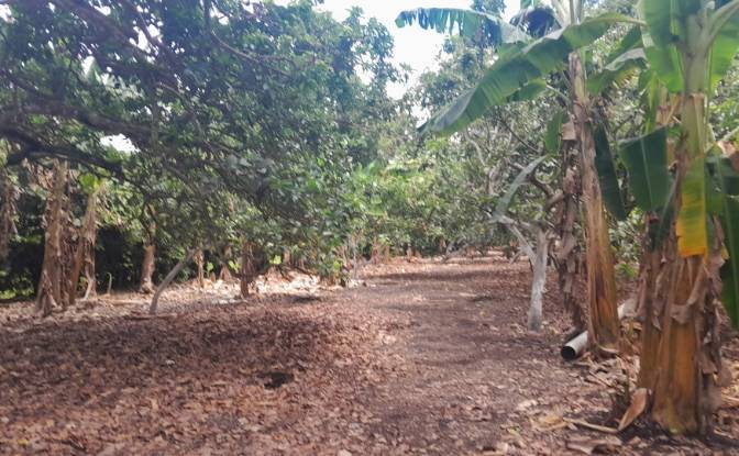 Farm/Ranch for Sale San LORENZO, Armero, Tolima. Photo#20 Farm/Ranch for Sale San LORENZO, Armero, Tolima. Photo#20