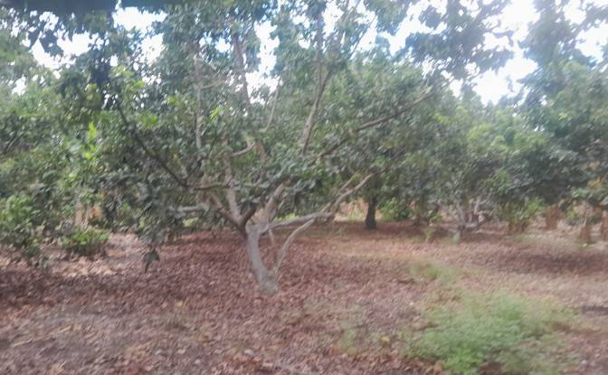 Farm/Ranch for Sale San LORENZO, Armero, Tolima. Photo#21 Farm/Ranch for Sale San LORENZO, Armero, Tolima. Photo#21