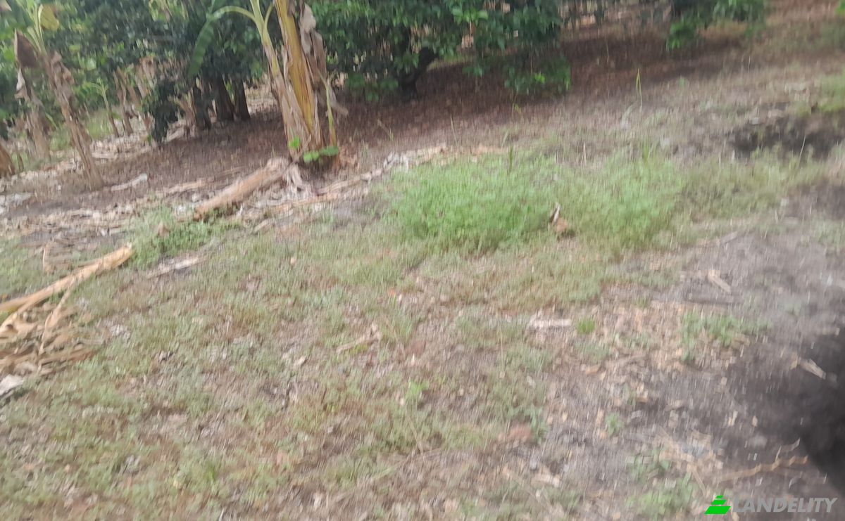Farm/Ranch for Sale San LORENZO, Armero, Tolima, Colombia. Photo 23