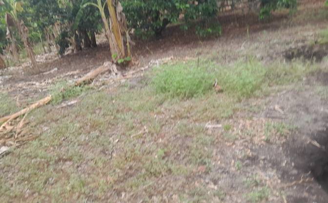 Farm/Ranch for Sale San LORENZO, Armero, Tolima. Photo#23 Farm/Ranch for Sale San LORENZO, Armero, Tolima. Photo#23