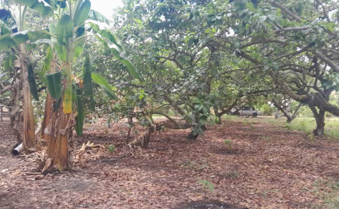 Farm/Ranch for Sale San LORENZO, Armero, Tolima. Photo#24 Farm/Ranch for Sale San LORENZO, Armero, Tolima. Photo#24