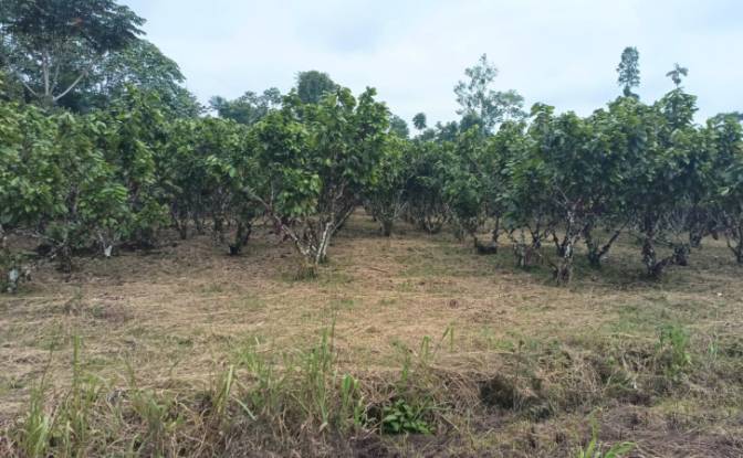 Investing/Development for Sale - Puerto Morona, Ecuador