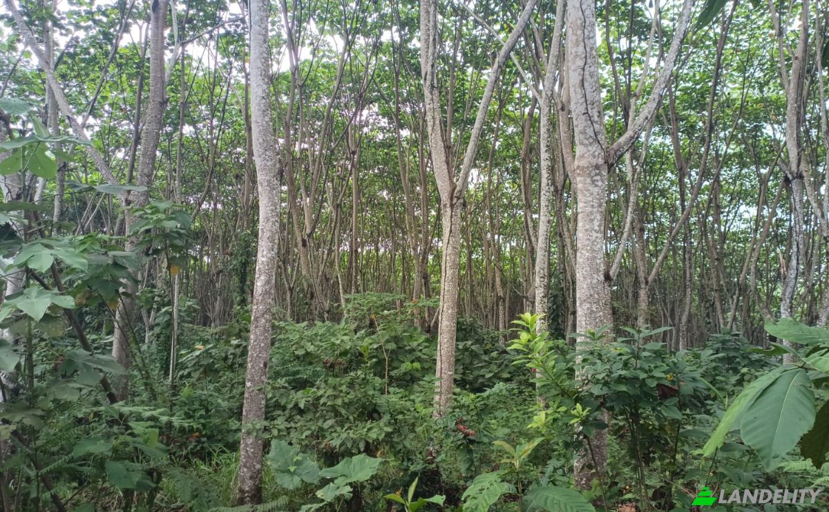 Investing/Development for Sale E40, Puerto Morona, Tiwintza Canton, Morona-Santiago, Ecuador. Photo 5