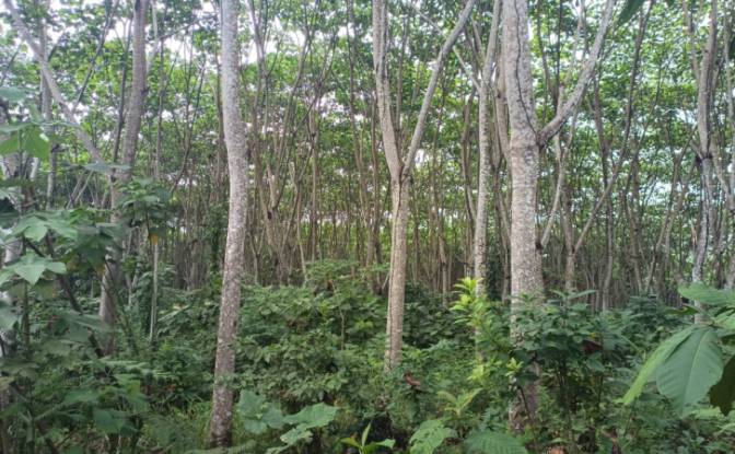 Investing/Development for Sale E40, Puerto Morona. Photo#5