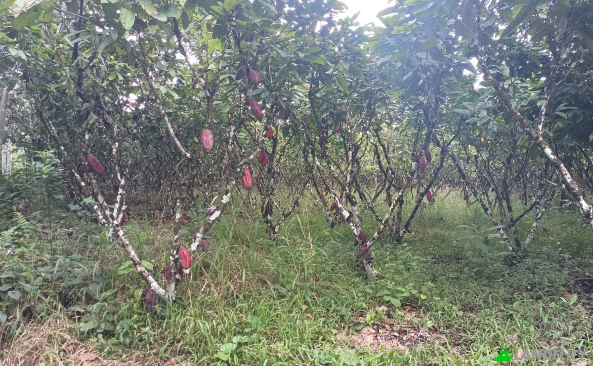Investing/Development for Sale E40, Puerto Morona, Tiwintza Canton, Morona-Santiago, Ecuador. Photo 6