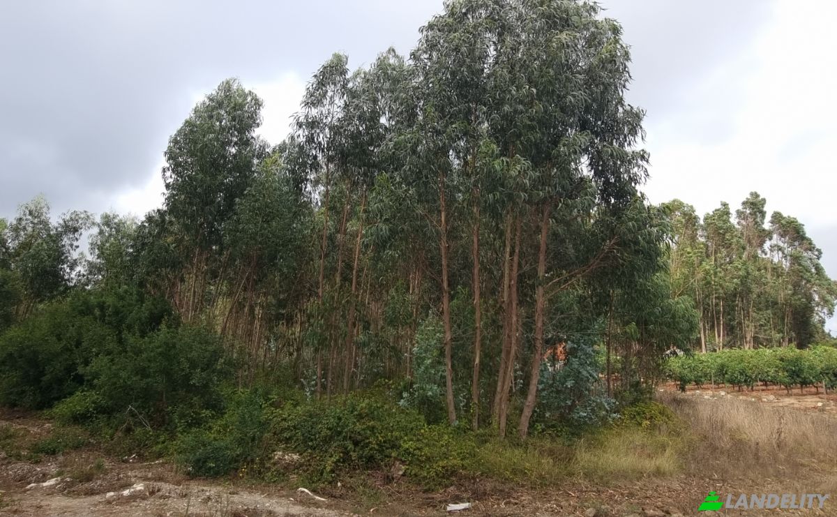 Land Lot for Sale Rua do Beirao, Moledo, Lourinha, Lisbon, Portugal. Photo 5