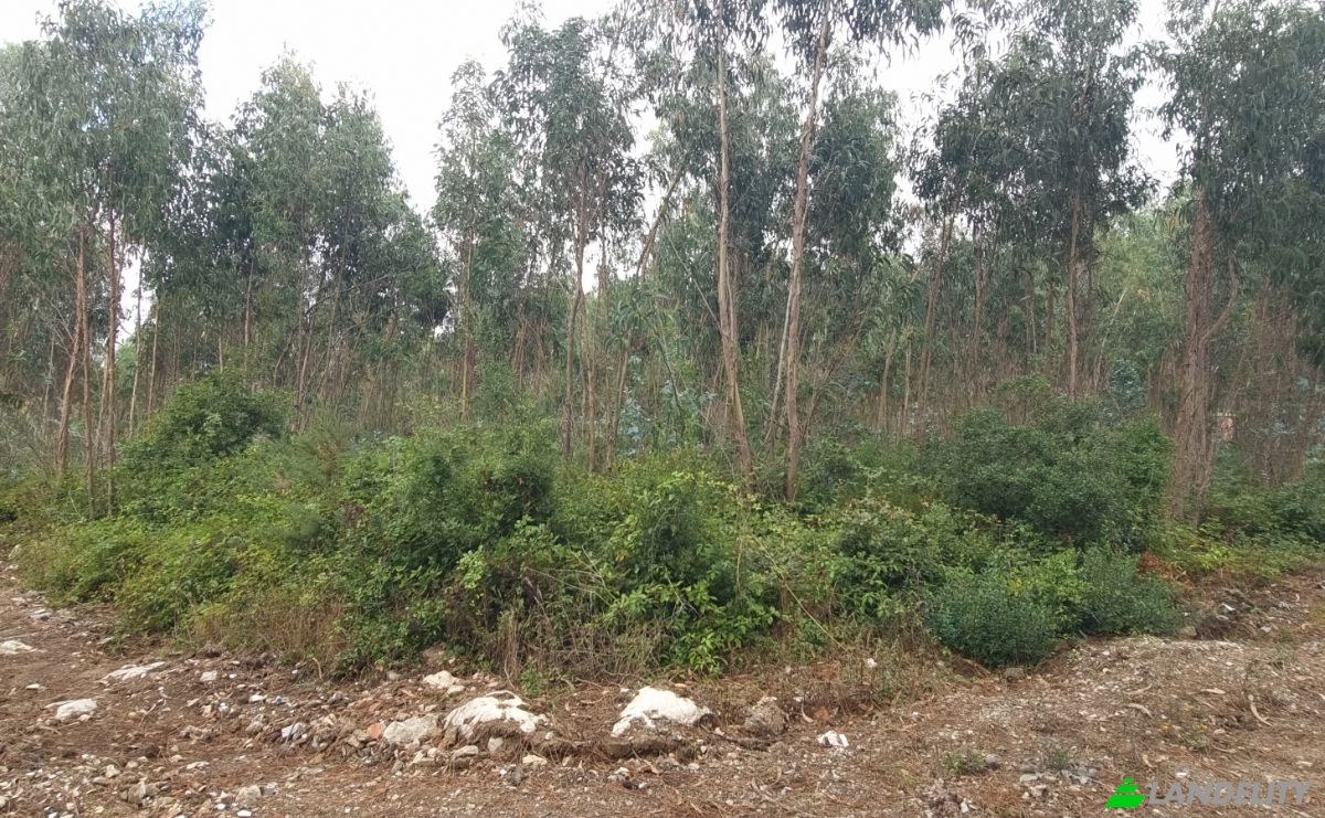 Land Lot for Sale Rua do Beirao, Moledo, Lourinha, Lisbon, Portugal. Photo 6