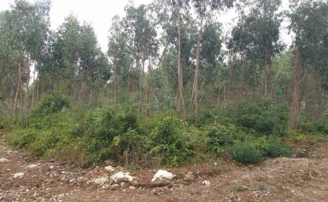 Land Lot for Sale Rua do Beirao, Moledo, Lourinha. Photo#6 Land Lot for Sale Rua do Beirao, Moledo, Lourinha. Photo#6