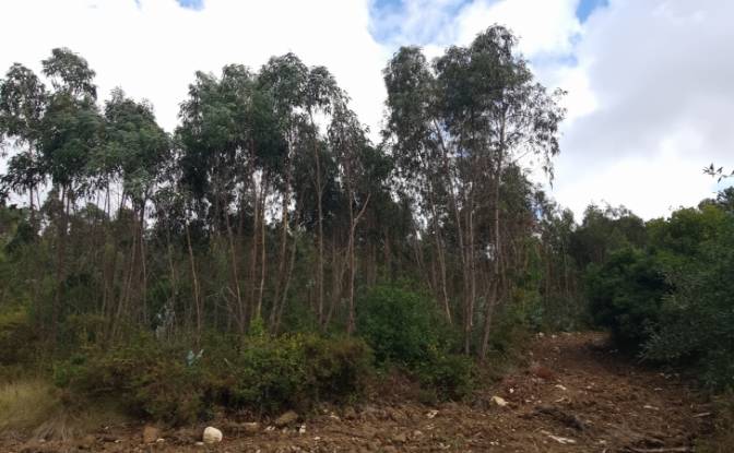 Land Lot for Sale Rua do Beirao, Moledo, Lourinha. Photo#7 Land Lot for Sale Rua do Beirao, Moledo, Lourinha. Photo#7