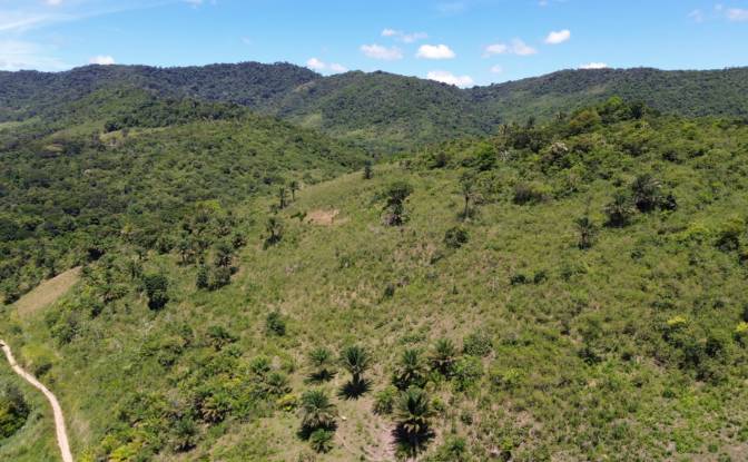 Farm/Ranch for Sale Banco Central, Ilheus, Bahia. Photo#8