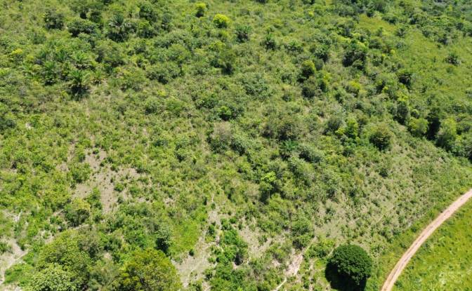 Farm/Ranch for Sale Banco Central, Ilheus, Bahia. Photo#9