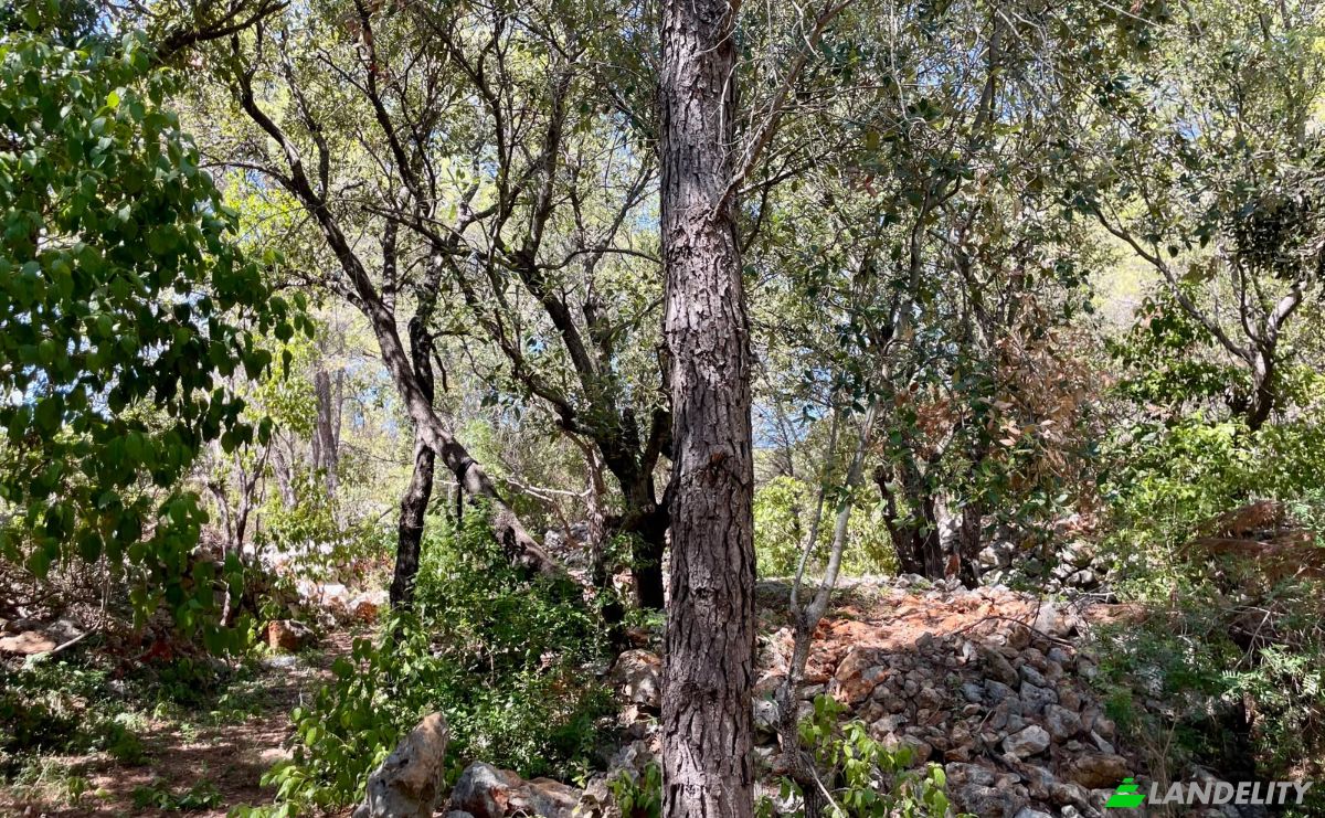 Farm/Ranch for Sale Put Gospojice 40, 21460, Stari Grad, Grad Stari Grad, Split-Dalmatia County, Croatia. Photo 8