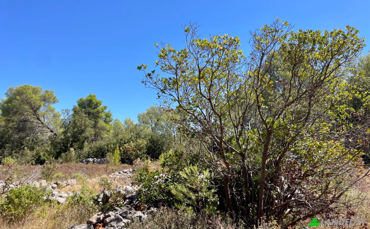 Farm/Ranch for Sale Put Gospojice 40, 21460, Stari Grad, Grad Stari Grad, Split-Dalmatia County, Croatia. Photo 17