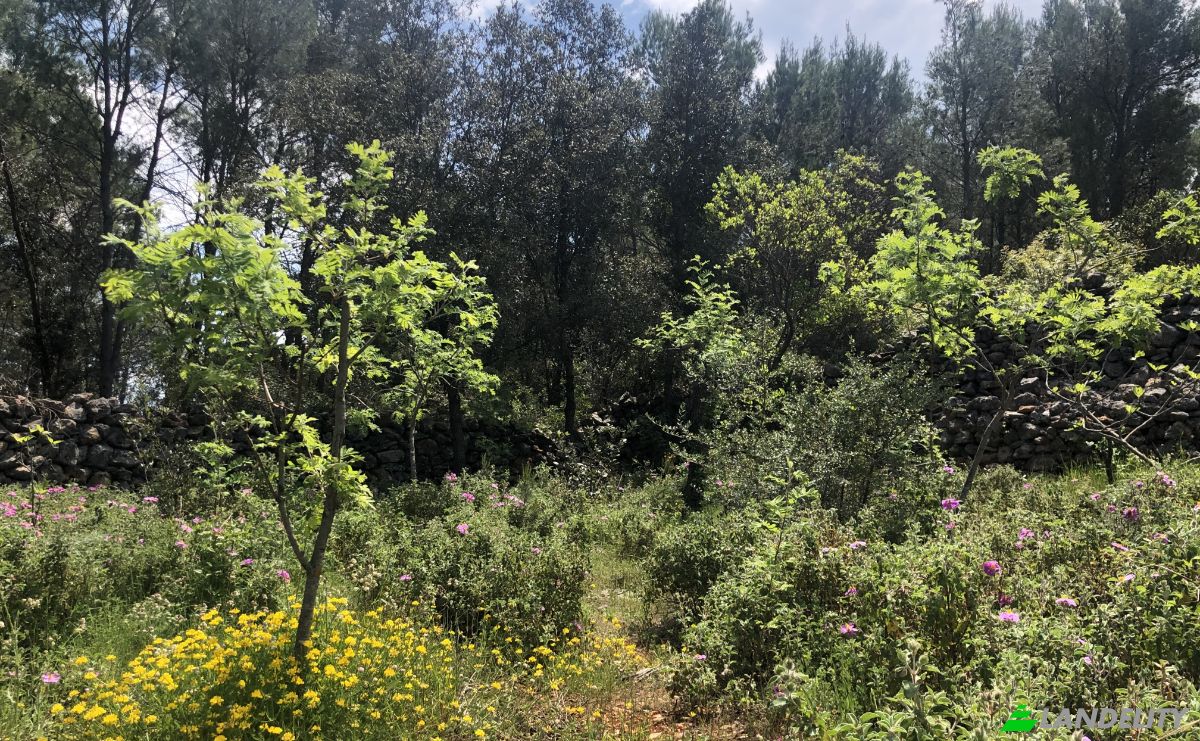 Farm/Ranch for Sale Put Gospojice 40, 21460, Stari Grad, Grad Stari Grad, Split-Dalmatia County, Croatia. Photo 1