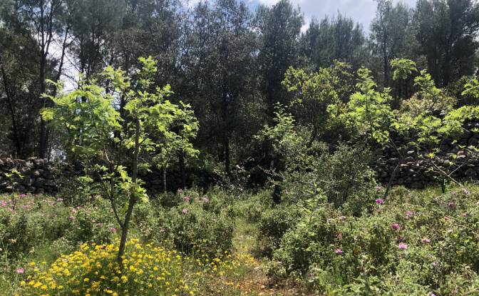 Farm/Ranch for Sale - Stari Grad, Croatia