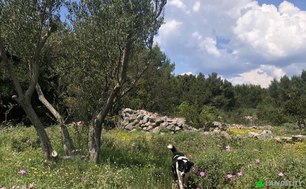 Farm/Ranch for Sale Put Gospojice 40, 21460, Stari Grad, Grad Stari Grad, Split-Dalmatia County, Croatia. Photo 20