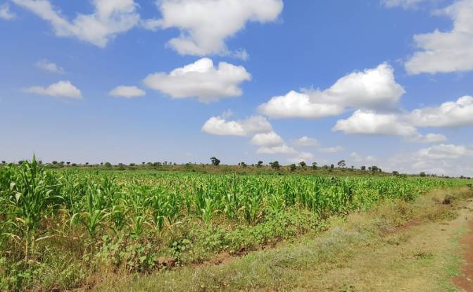 Farm/Ranch for Sale Sipili Town, Ngarua. Photo#3