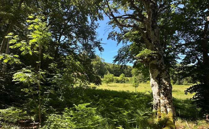Land Lot for Sale 53000, Baske Ostarije. Photo#3