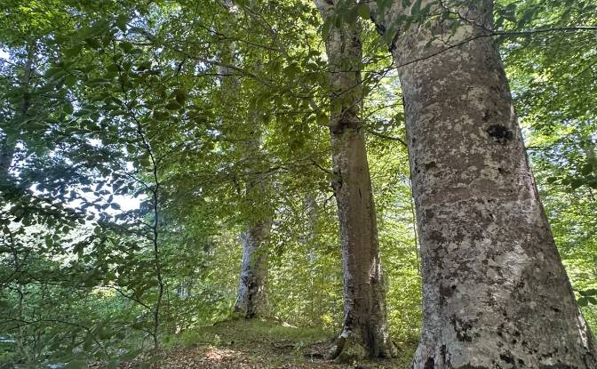 Land Lot for Sale 53000, Baske Ostarije. Photo#4