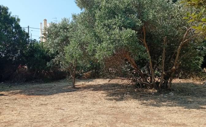Land Lot for Sale Megalocharis 1, Nea Makri 190 05. Photo#1 Land Lot for Sale Megalocharis 1, Nea Makri 190 05. Photo#1