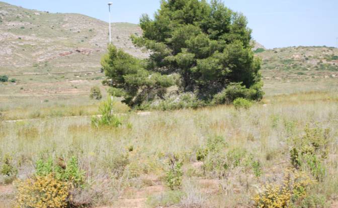 Land Lot for Sale Caserio del Puente, Cartagena. Photo#1 Land Lot for Sale Caserio del Puente, Cartagena. Photo#1
