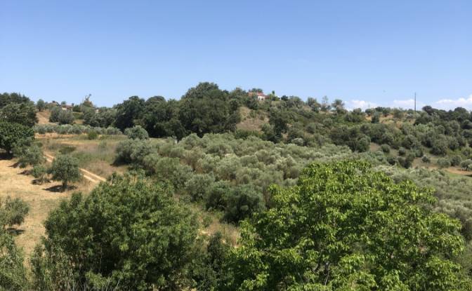 Farm/Ranch for Sale Sao Vicente do Paul, Santarem. Photo#2 Farm/Ranch for Sale Sao Vicente do Paul, Santarem. Photo#2