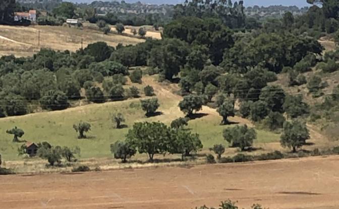 Farm/Ranch for Sale Sao Vicente do Paul, Santarem. Photo#5 Farm/Ranch for Sale Sao Vicente do Paul, Santarem. Photo#5