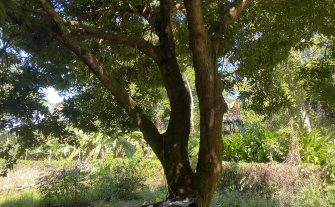 Land Lot for Sale Carretera Principal, Sandy Bay. Photo#3 Land Lot for Sale Carretera Principal, Sandy Bay. Photo#3