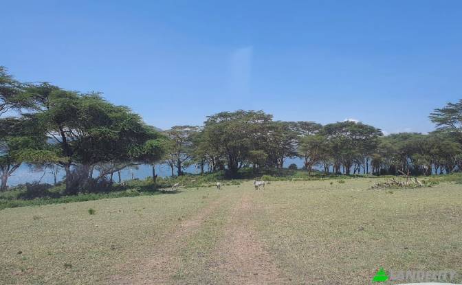 Farm/Ranch for Sale Tarambete, Kasarani, Naivasha. Photo#11 Farm/Ranch for Sale Tarambete, Kasarani, Naivasha. Photo#11