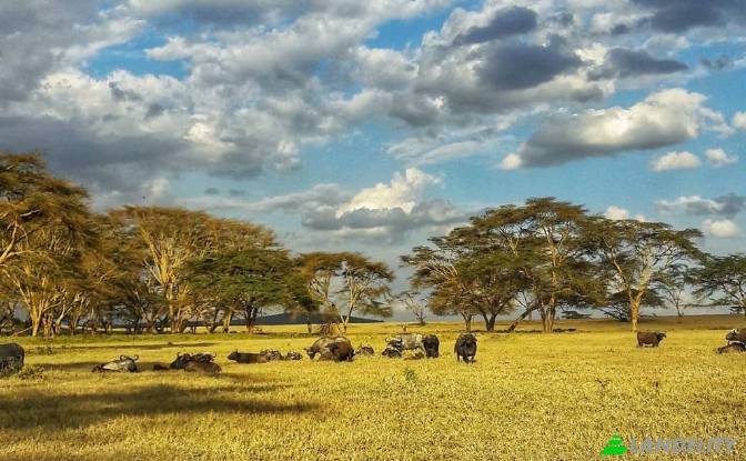 Farm/Ranch for Sale Tarambete, Kasarani, Naivasha. Photo#13 Farm/Ranch for Sale Tarambete, Kasarani, Naivasha. Photo#13