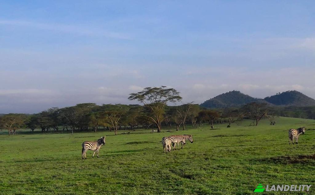 Farm/Ranch for Sale Tarambete, Kasarani, Naivasha, Nakuru County, Kenya. Photo 8