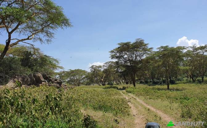 Farm/Ranch for Sale Tarambete, Kasarani, Naivasha. Photo#10 Farm/Ranch for Sale Tarambete, Kasarani, Naivasha. Photo#10