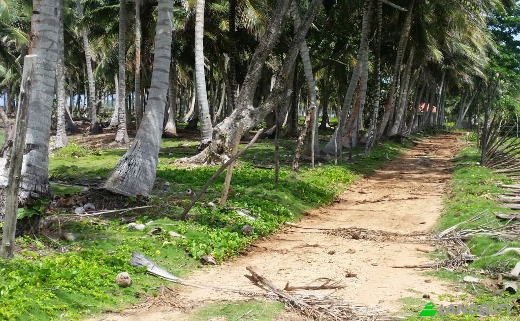 Land Lot for Sale Via sin nombre, 33000, Baoba del Pinar, Cabrera, Maria Trinidad Sanchez Province, Dominican Republic. Photo 3