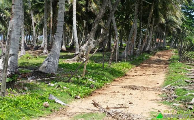 Land Lot for Sale Via sin nombre, 33000. Photo#3