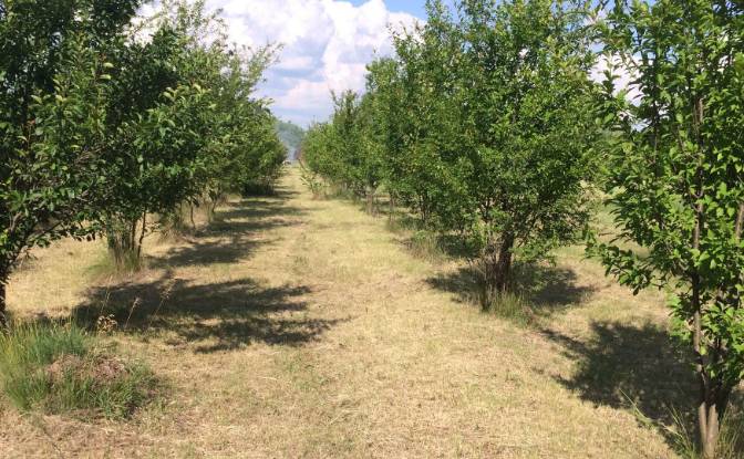 Land Lot for Sale Jugureni, Uliesti, Dambovita. Photo#1 Land Lot for Sale Jugureni, Uliesti, Dambovita. Photo#1