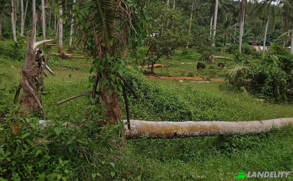 Land Lot for Sale Dapa, Surigao del Norte, Caraga, Philippines. Photo 9