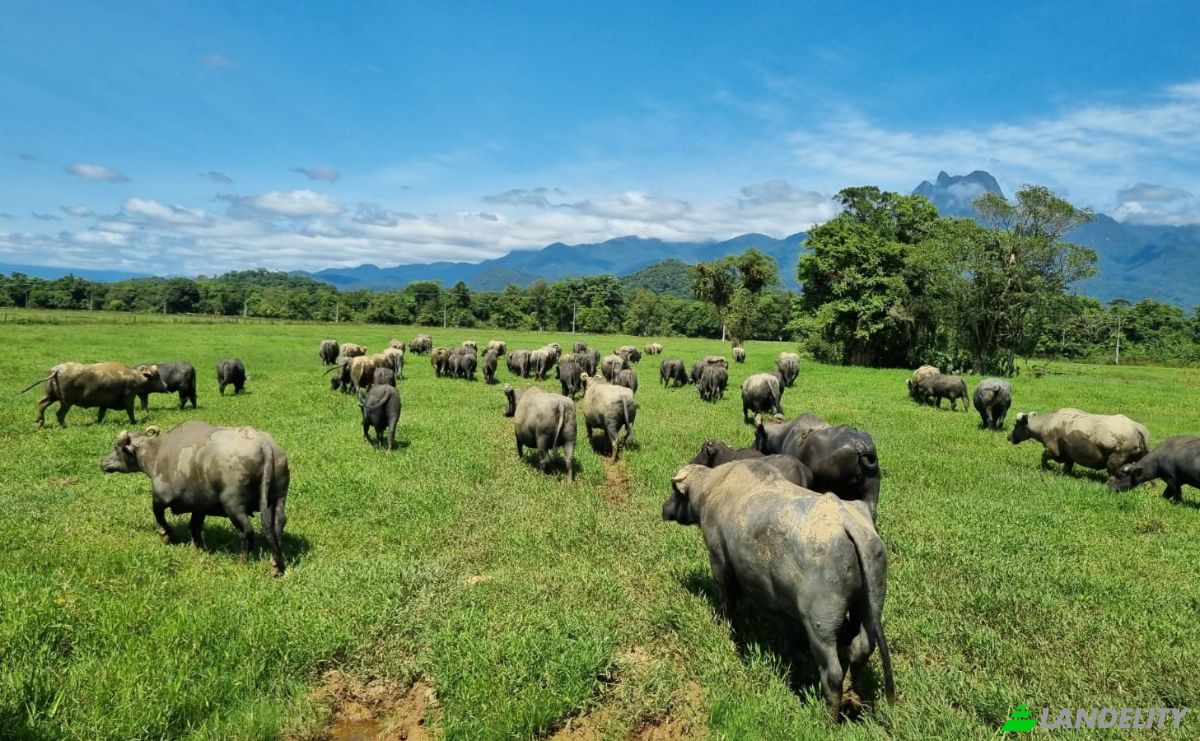 Investing/Development for Sale Cachoeira de Cima, Antonina, State of Parana, Brazil, 83370-000. Photo 8