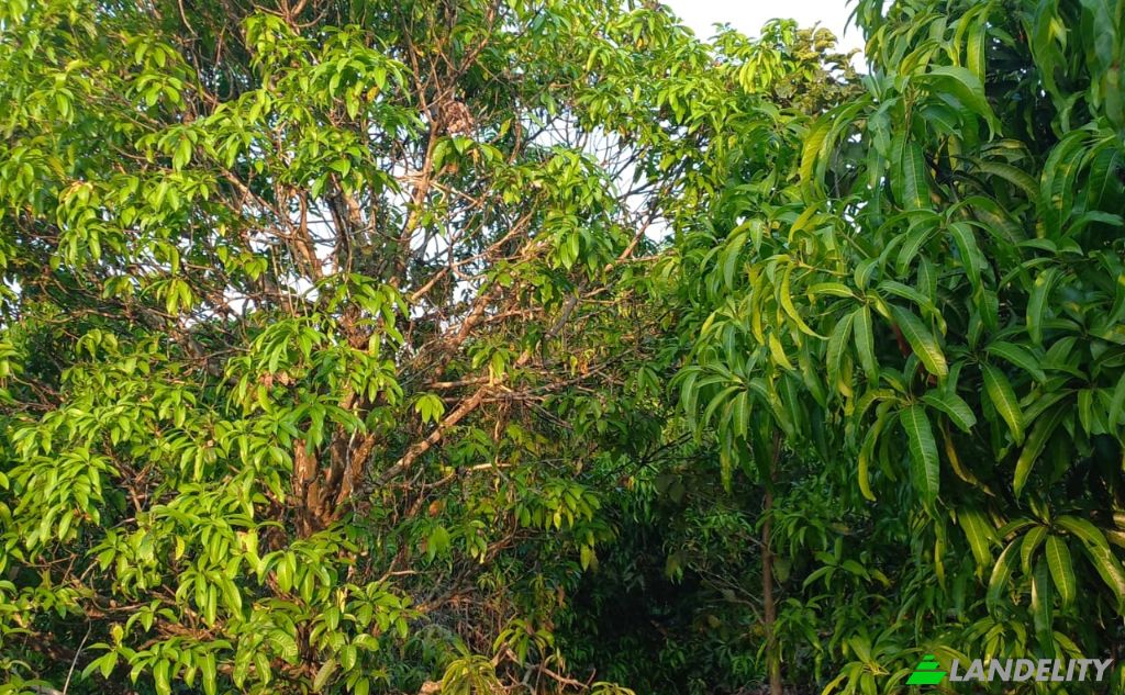 Land Lot for Sale MH SH, Bakale, Konkan Division, Maharashtra, India, Maharashtra 415805. Photo 2
