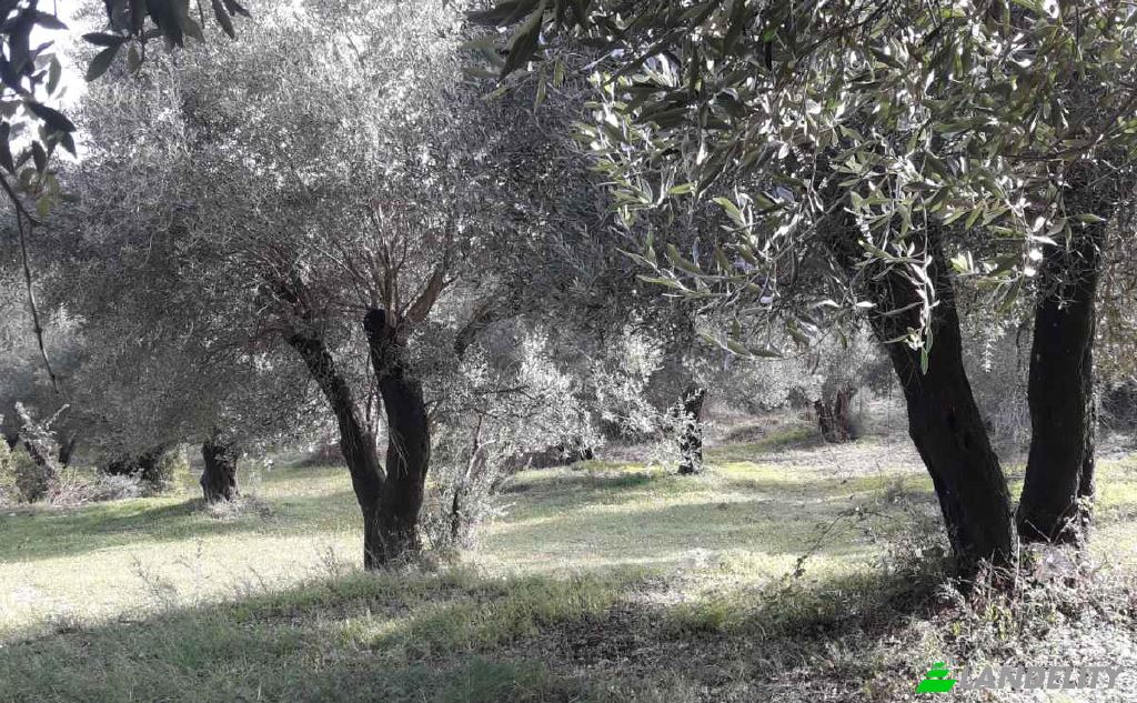 Land Lot for Sale EparOd Agious Theodorous, Kerkira, Melitiei, Ionian Islands, Decentralized Administration of Peloponnese, Western Greece and the Ionian, Greece. Photo 1