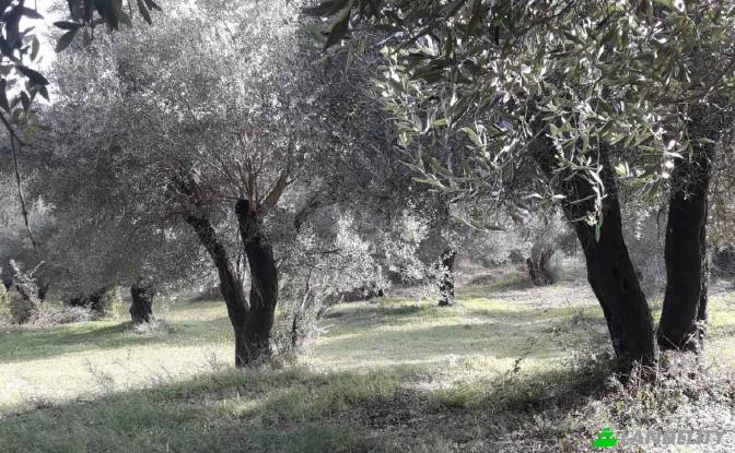 Land Lot for Sale EparOd Agious Theodorous. Photo#1 Land Lot for Sale EparOd Agious Theodorous. Photo#1