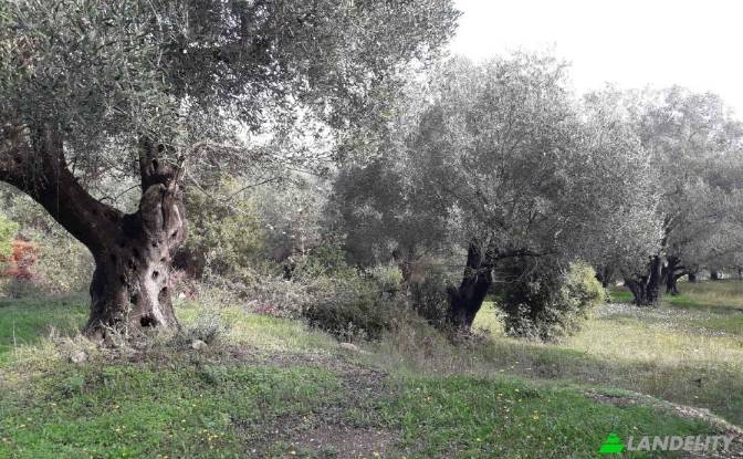 Land Lot for Sale EparOd Agious Theodorous. Photo#3 Land Lot for Sale EparOd Agious Theodorous. Photo#3