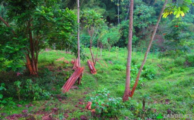 Land Lot for Sale Kingston, St Andrew Parish. Photo#3